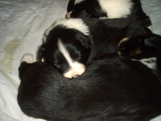 Primera foto de familia con tres semanas